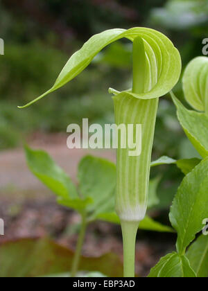 Jack-in-the-Pulpit, Bog Zwiebel, Brauner Drache, indische Rübe, Wake Robin, wilde Rübe (Arisaema Triphyllum), Blütenstand Stockfoto