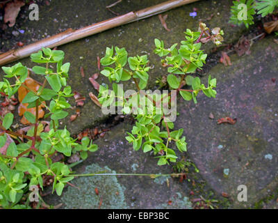 kleine Wolfsmilch (Euphorbia Peplus), wächst auf einem Pflaster, Deutschland Stockfoto