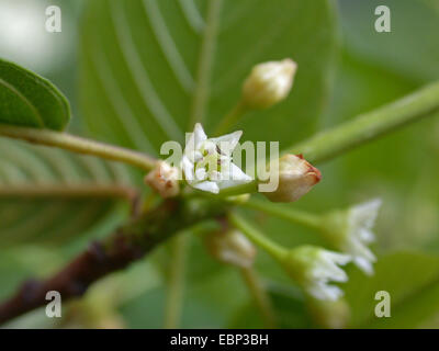 Faulbaum, glänzend Faulbaum (Frangula Alnus, Rhamnus Frangula), Blumen, Deutschland, Nordrhein-Westfalen Stockfoto