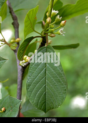 Faulbaum, glänzend Faulbaum (Frangula Alnus, Rhamnus Frangula), blüht eine Blatt, Deutschland, Nordrhein-Westfalen Stockfoto