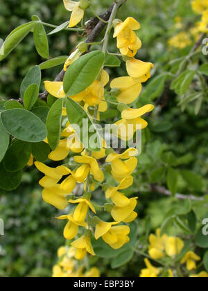 gemeinsamen Goldregen (Laburnum Anagyroides), Blütenstand Stockfoto