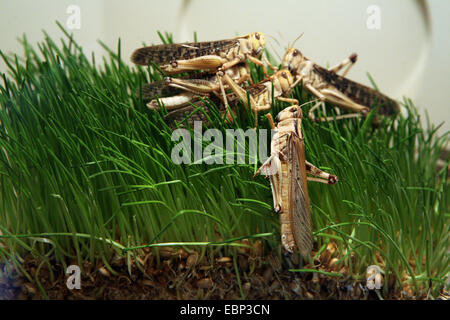 Desert Locust (Schistocerca Gregaria) Essen grünen Rasen im Zoo Basel, Schweiz. Stockfoto