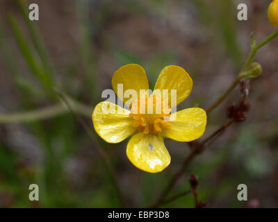 Kriechende Hahnenfuß, weniger Spearwort (Ranunculus Flammula), Blume, Deutschland Stockfoto