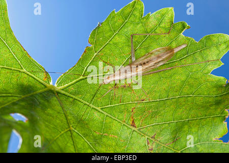 fragile pfeifenden Cricket, europäischer Baum Cricket, italienische Cricket (Oecanthus Pellucens), Männlich Stockfoto