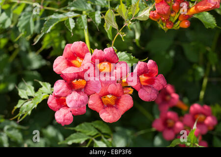 Trumpet Creeper, Trumpet Vine (Campsis Radicans, Bignonia Radicans, Tecoma Radicans), Blumen Stockfoto