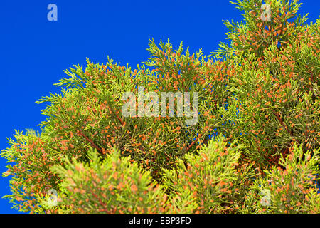 Phönizischer Wacholder (Juniperus Phoenicea Turbinata, Juniperus Turbinata), Zweige mit männlichen Blüten Stockfoto