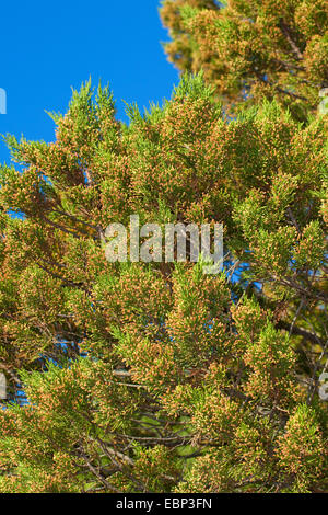 Phönizischer Wacholder (Juniperus Phoenicea Turbinata, Juniperus Turbinata), Zweige mit männlichen Blüten Stockfoto