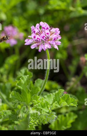 Alte Mode Rose Geranium, Rose Geranie (Pelargonium Graveolens), blühen Stockfoto