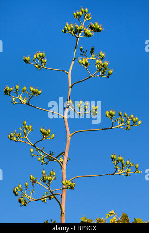 Agave, Jahrhundertpflanze (Agave Americana), Fruchtstand Stockfoto