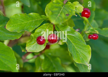Alpine Geißblatt (Lonicera Alpigena), Zweig mit Früchten, Deutschland Stockfoto