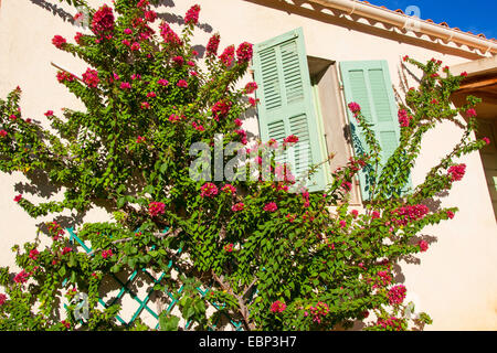 Papierfabrik, Four-o'clock (Bougainvillea spec.), Kletterpflanze auf der Fassade Stockfoto