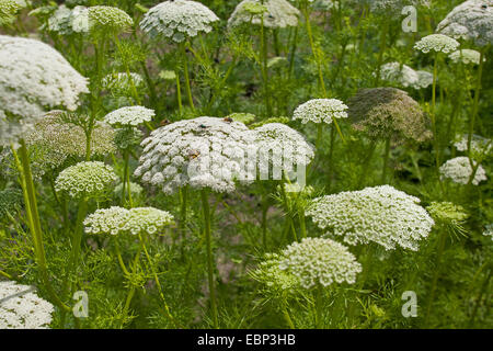 Wählen Sie Zahn, Bisnaga, Toothpickweed, Khella (Ammi Visnaga, Daucus Visnaga), blühen Stockfoto