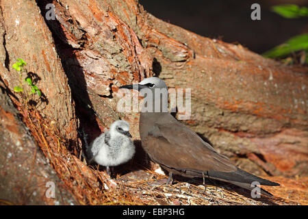 Gemeinsamen Noddy, braune Noddy (Anous Stolidus), Weibchen mit Küken im Nest, Seychellen, Bird Island Stockfoto