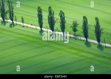 Lombardei-Pappel (Populus Nigra var. Italica, Populus Nigra 'Italica', Populus Italica, Populus Nigra Italica), Luftbild, Straße mit Baumreihe im Bereich Landschaft, Deutschland Stockfoto