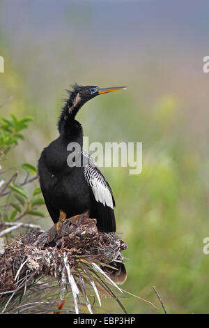 Amerikanische Darter (Anhinga Anhinga), sitzt Männchen auf eine Bromelie, USA, Florida, Everglades Nationalpark Stockfoto