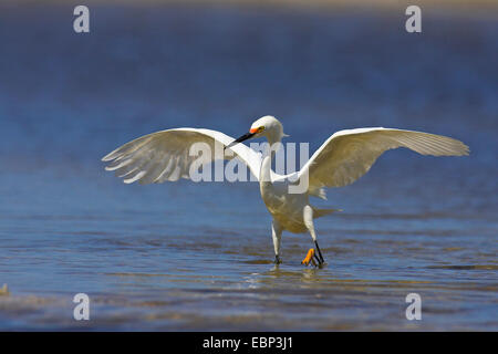 Snowy Silberreiher (Egretta unaufger), auf den Feed, USA, Florida, Sanibel Island Stockfoto