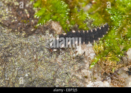 Glühwürmchen, Glühwürmchen, großen europäischen Glühwürmchen Käfer (Lampyris Noctiluca), Larve, Deutschland Stockfoto