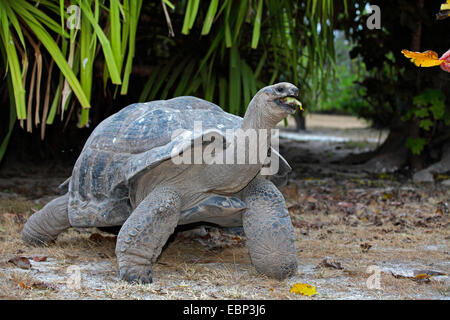 Seychellen-Riesenschildkröte, Aldabran Riesenschildkröte, Aldabra-Riesenschildkröte (Aldabrachelys Gigantea Gigantea Testudo Geochelone Gigantea, Megalochelys Gigantea), Fütterung verlässt, Seychellen, Bird Island Stockfoto