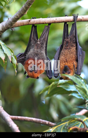 Seychellen-Flughund, Seychellen-Flughund (Pteropus Seychellensis), koppeln hängen in einem Baum, Seychellen, Mahe Stockfoto