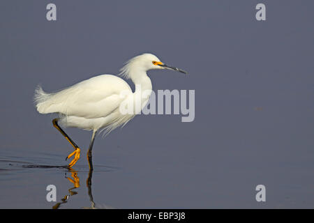 Snowy Silberreiher (Egretta unaufger), waten durch das seichte Wasser, USA, Florida, Everglades Nationalpark Stockfoto