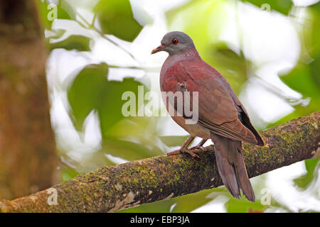 Madagaskar-Turteltaube (Streptopelia Picturata), auf einem Ast, Seychellen, Mahe Stockfoto