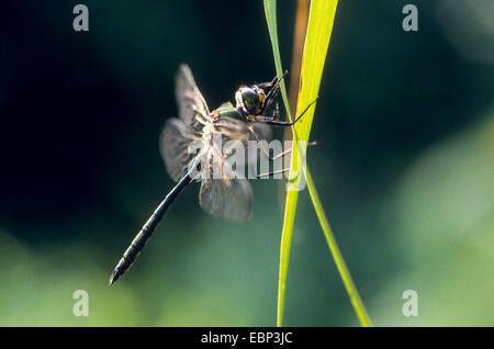 Brillant-Smaragd (Somatochlora Metallica), Männlich, Deutschland Stockfoto