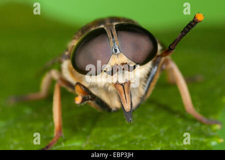 Pferdebremse (Tabanus Sudeticus), Portrait mit Facettenaugen und stechenden Mundwerkzeuge, Deutschland Stockfoto