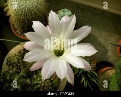 COB Kaktus (Echinopsis spec.), blühen auf dem Fensterbrett Stockfoto