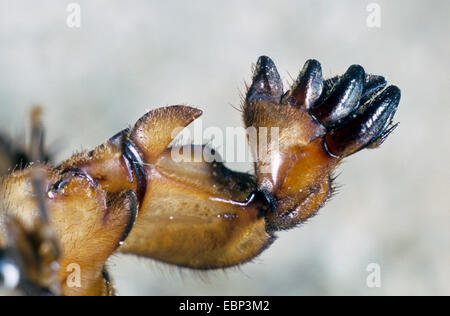 Europäische Mole Cricket, Mole Cricket (Gryllotalpa Gryllotalpa), Maulwurf-wie Vorderbeine, Deutschland Stockfoto