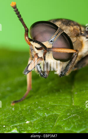Pferdebremse (Tabanus Sudeticus), Pflege der Augen mit dem Vorderbein, Deutschland Stockfoto