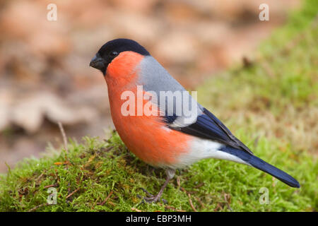 Gimpel, eurasische Gimpel, nördlichen Gimpel (Pyrrhula Pyrrhula), Männchen sitzen auf Moos, Deutschland, Nordrhein-Westfalen Stockfoto