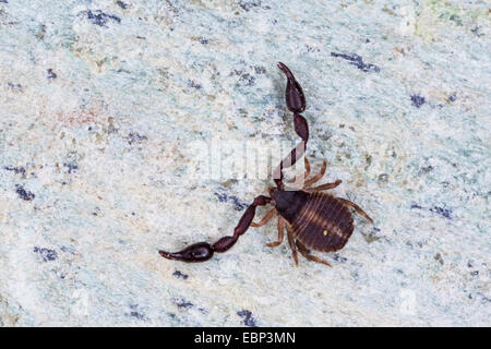 Höhlenpseudoskorpion, falsche Skorpion, Buch Skorpion (Pseudoskorpione), auf einem Stein, Frankreich, Corsica Stockfoto