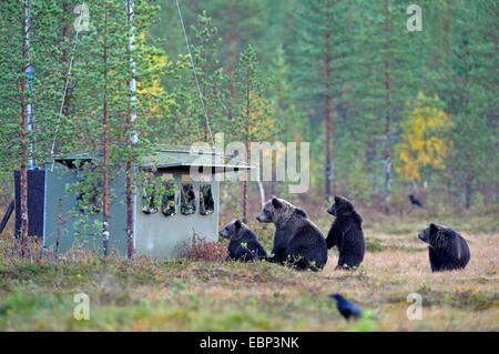 Europäischer Braunbär (Ursus Arctos Arctos), Bärin mit Jungtieren Inspektion ein Versteck für Fotografen, Finnland Stockfoto