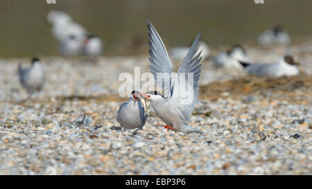 Seeschwalbe (Sterna Hirundo), Seeschwalben bei der Auslieferung der Beute, Niederlande Stockfoto