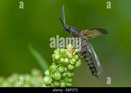 Klicken Sie auf Käfer (Ctenicera Cuprea), auf einen angehenden Blütenstand, Deutschland Stockfoto