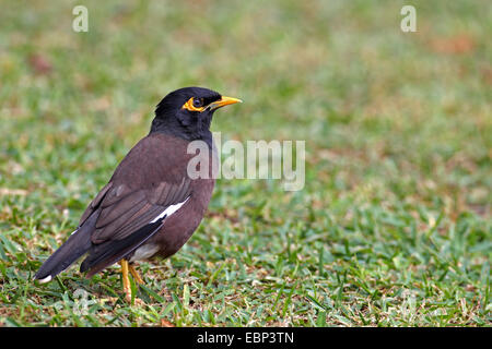 gemeinsamen Mynah (Acridotheres Tristis), steht auf dem Boden, Seychellen, Mahe Stockfoto