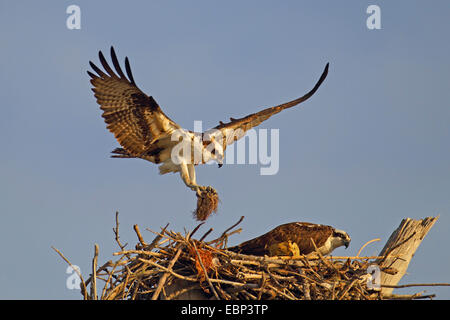 Fischadler, Fisch Hawk (Pandion Haliaetus), fliegt das Nest mit Verschachtelung Material, USA, Florida Stockfoto