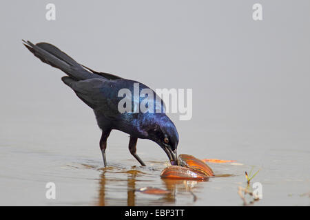 Boot-angebundene Grackle (Quiscalus großen) männlich steht im seichten Wasser und isst eine Muschel, USA, Florida Stockfoto