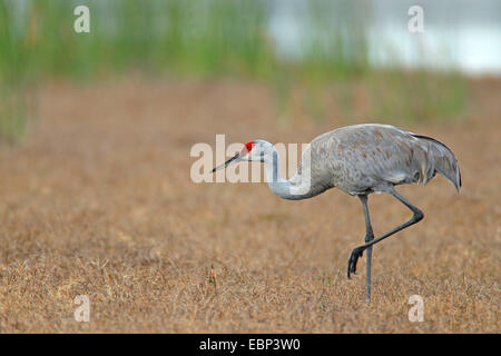 Sandhill Kran (Grus Canadensis), sieht Kran für Lebensmittel in Grünland, USA, Florida Stockfoto