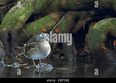 Brautente (Aix Sponsa), steht weiblich auf der Riverside, USA, Florida Stockfoto