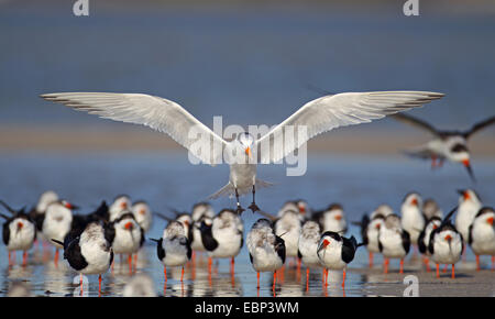 Königliche Seeschwalbe (Thalasseus Maximus, Sternea Maxima), Vogel landet in einer Herde von Seeschwalben, USA, Florida Stockfoto