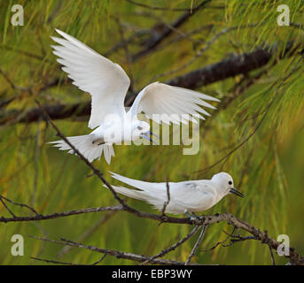 Weiße Seeschwalbe (Gygis Alba), fliegt männlich zu weiblich, die sitzt in einem Baum, Seychellen, Bird Island Stockfoto