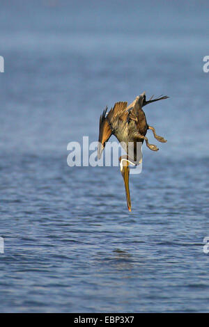 braune Pelikan (Pelecanus Occidentalis), fliegen, stürzt ins Wasser um einen Fisch, USA, Florida, Everglades National Park zu fangen Stockfoto