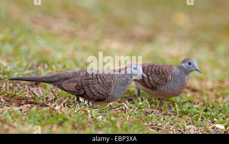 Zebra Taube (Geopelia Striata), zwei Tauben suchen Nahrung auf dem Boden, Seychellen, Mahe Stockfoto