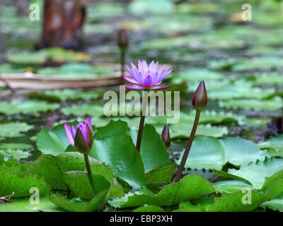 Ägyptische Lotus, blauen Lotus des Nils, blaue Seerose (Nymphaea Caerulea), Blüte, Seychellen, Mahe Stockfoto