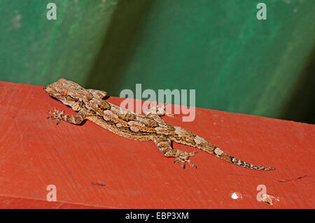 Leschenault Blatt-toed Gecko, Bellen Gecko (Hemidactylus Leschenaultii), Bellen Gecko aus Sri Lanka, Sri Lanka, Wilpattu Nationalpark Stockfoto