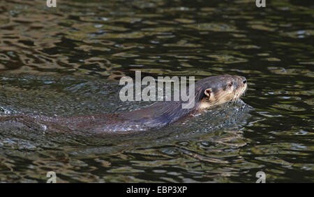 Nordamerikanischer Fischotter, kanadische Fischotter (Lutra Canadensis), Schwimmen, USA, Florida Stockfoto