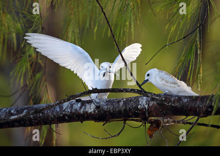 Weiße Seeschwalbe (Gygis Alba), Altvogel bringt Nahrung für die fast flügge juvenile Vögel, Seychellen, Bird Island Stockfoto