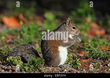 Östliche graue Eichhörnchen Grauhörnchen (Sciurus Carolinensis), auf dem Boden sitzen und Essen, USA, Florida Stockfoto