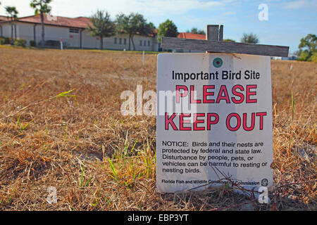 Kanincheneule (Athene Cunicularia), melden Sie sich die Zucht Burrow, USA, Florida Stockfoto